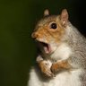 spamsquirrel