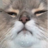 Slfawre