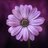 smileflower