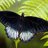butterfly1227