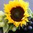 sunflowerladi