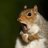 spamsquirrel